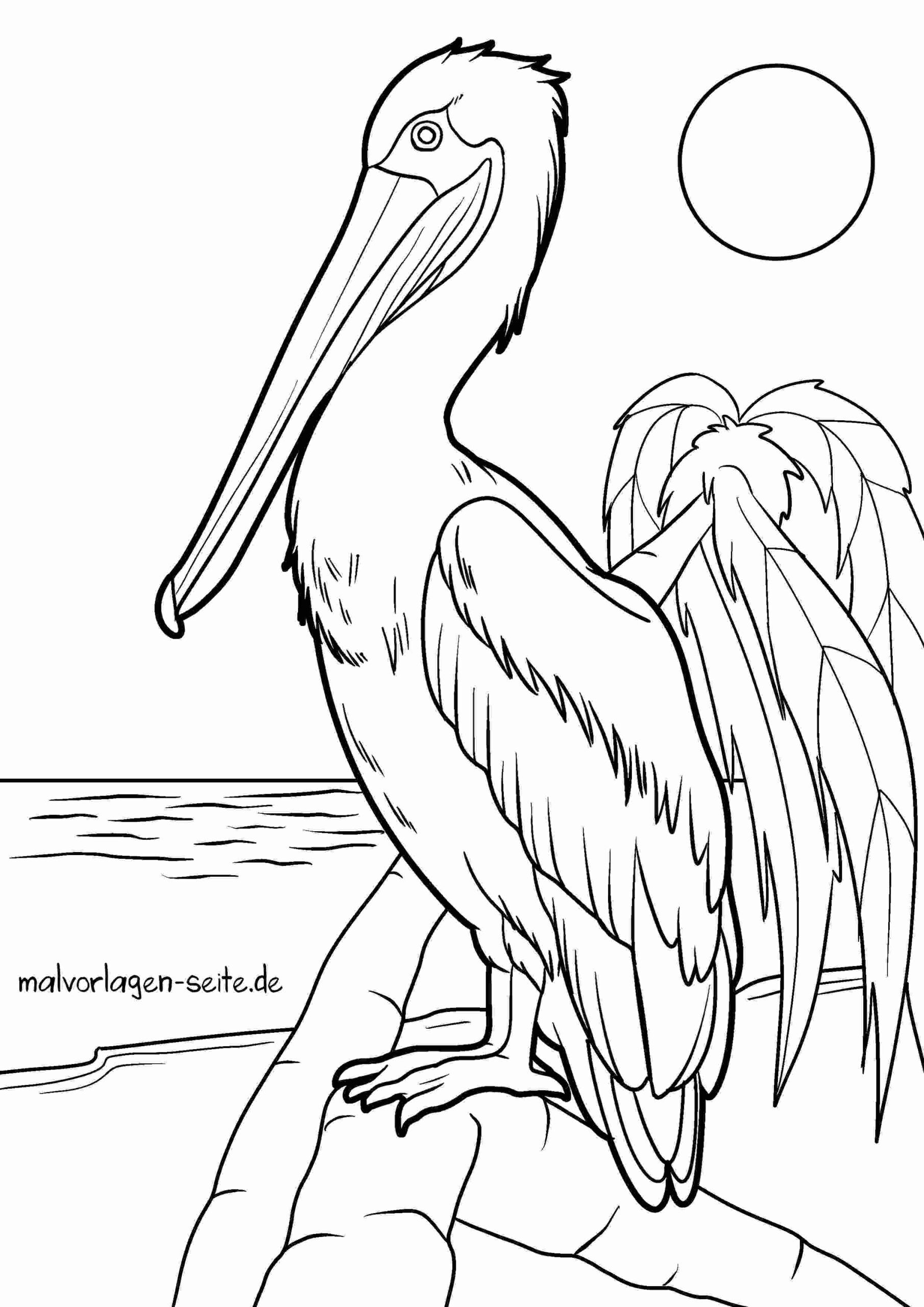 Malvorlage Pelikan