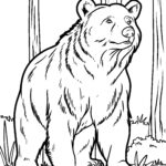 Malvorlage Bär