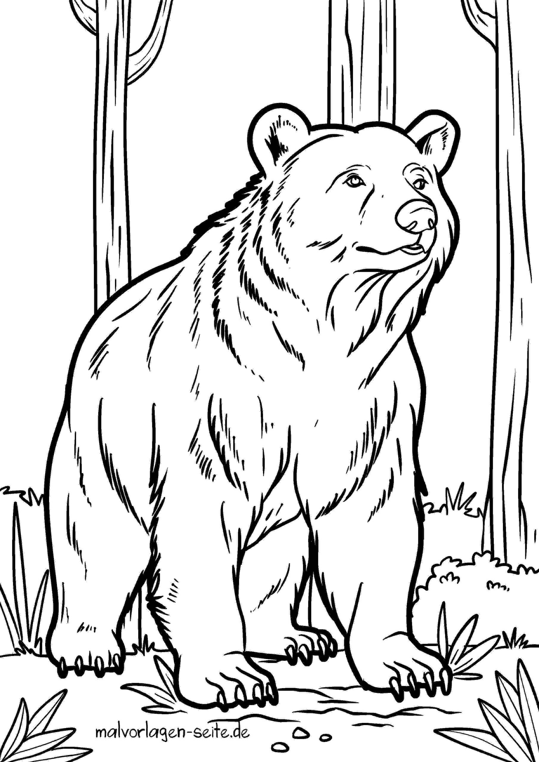 Malvorlage Bär