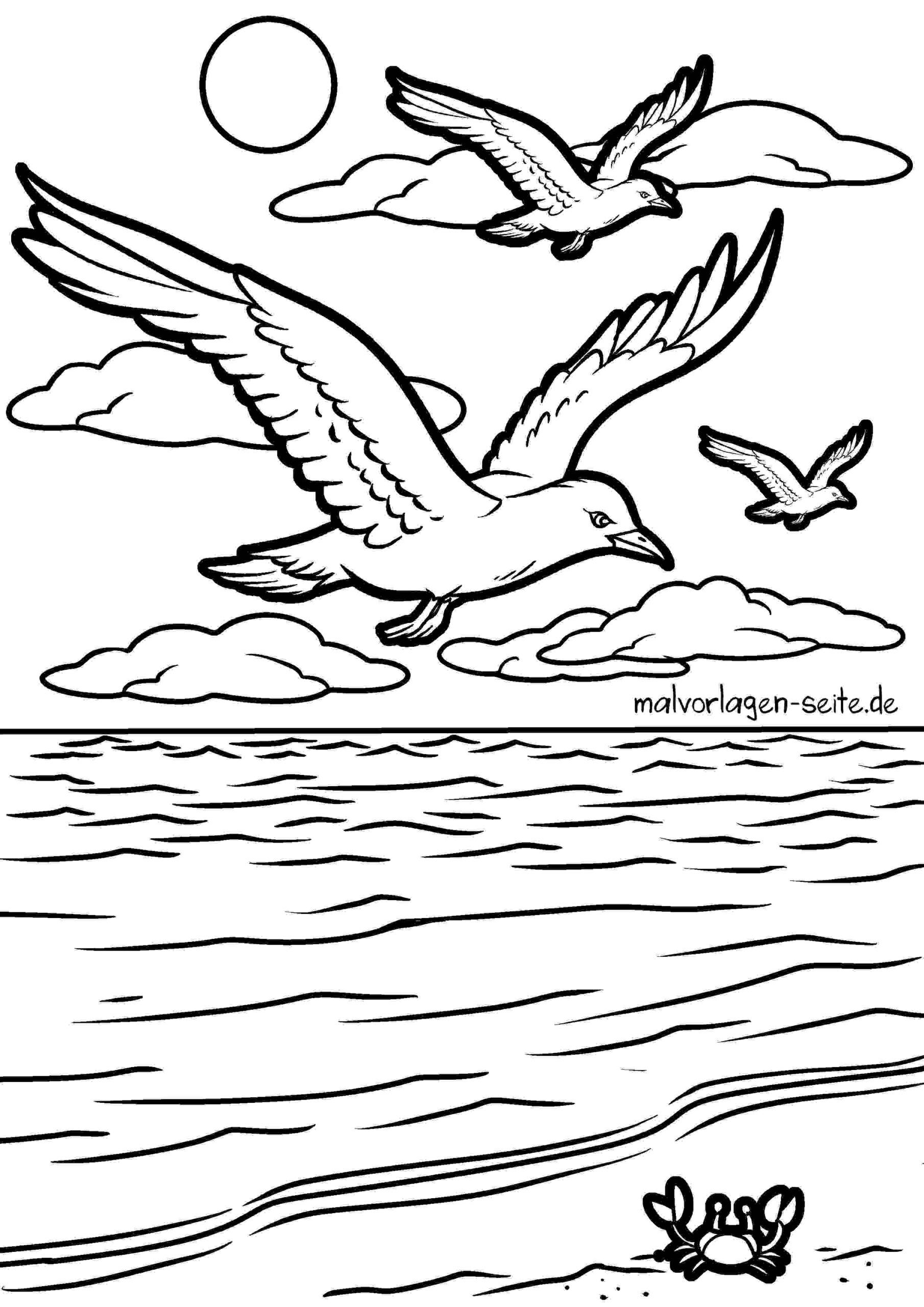 Malvorlage Möwe