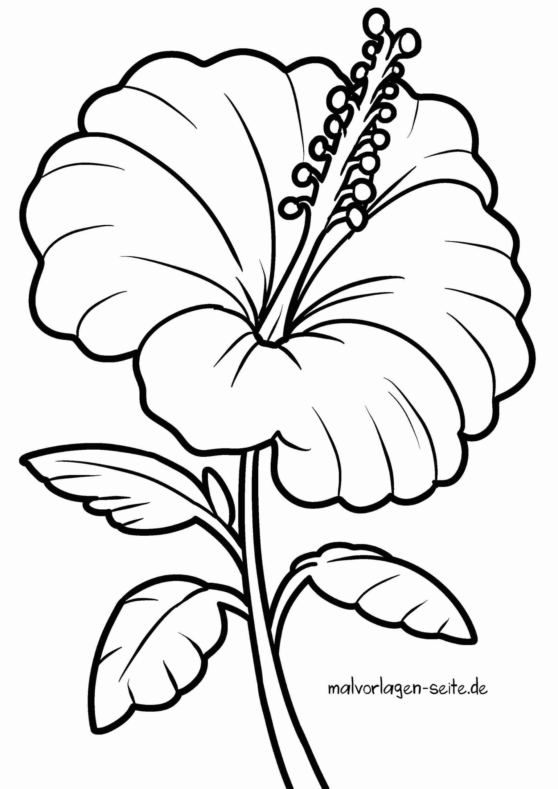 Malvorlage Hibiskus