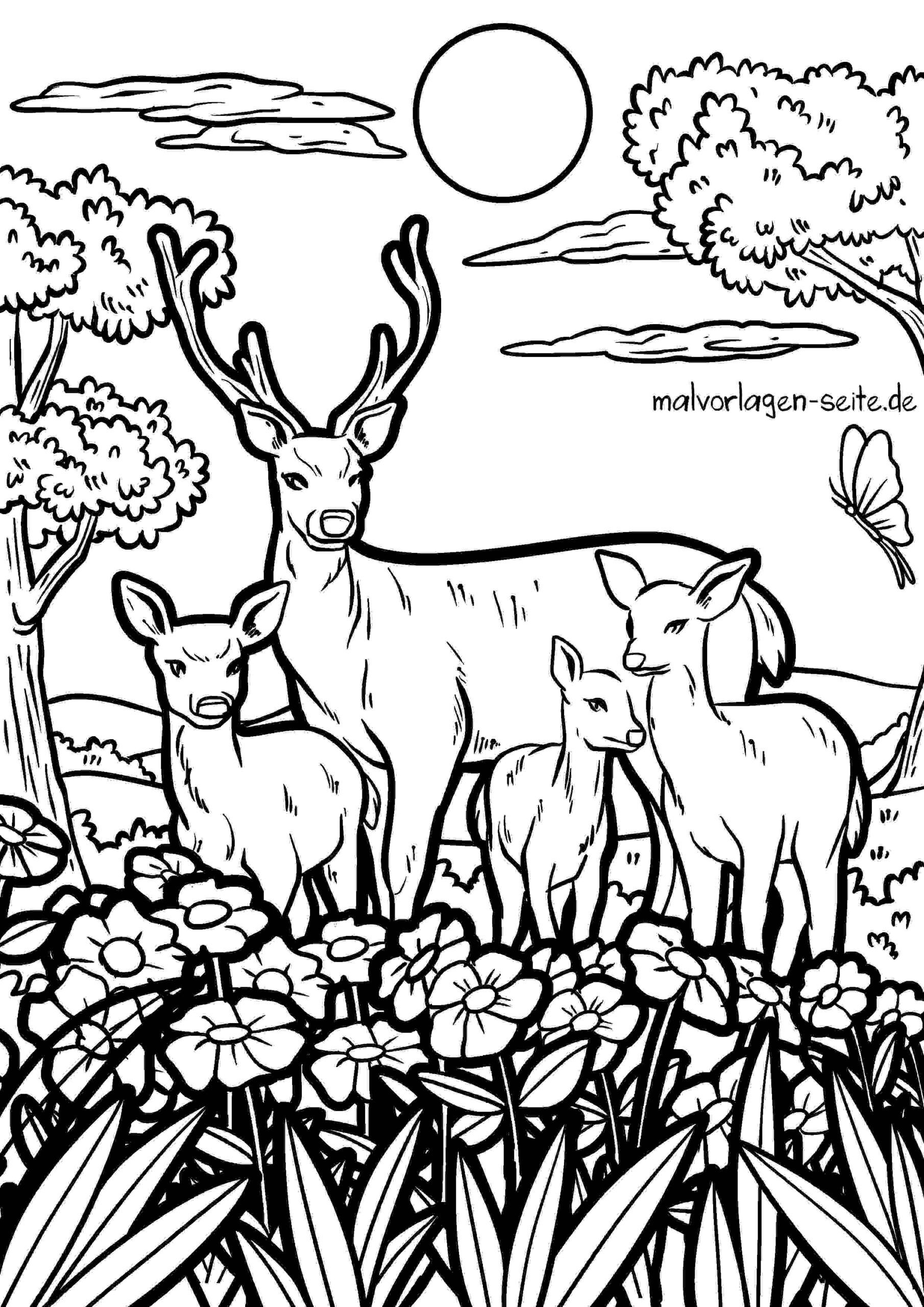 Malvorlage Hirsch - Rotwild