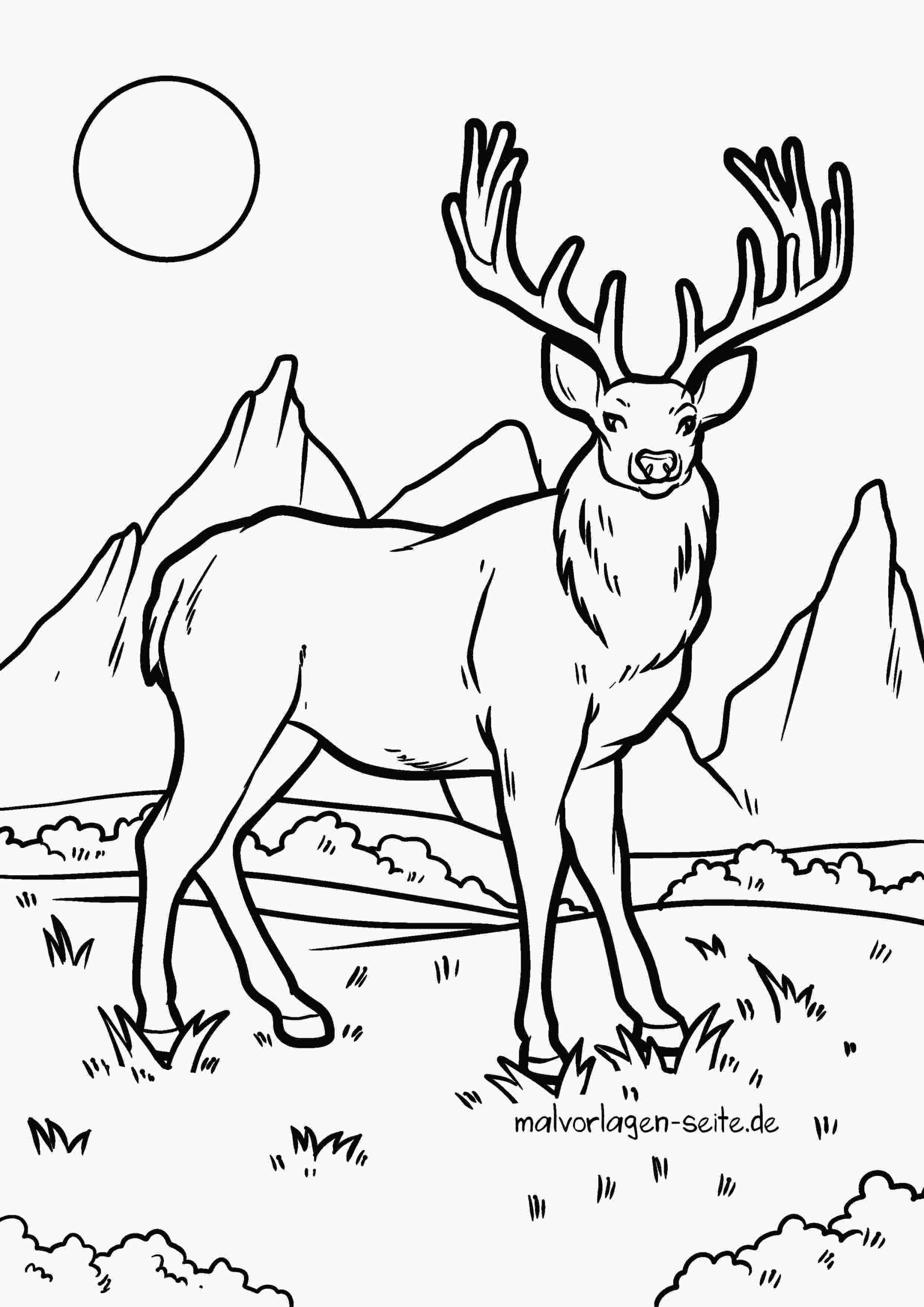 Malvorlage Hirsch