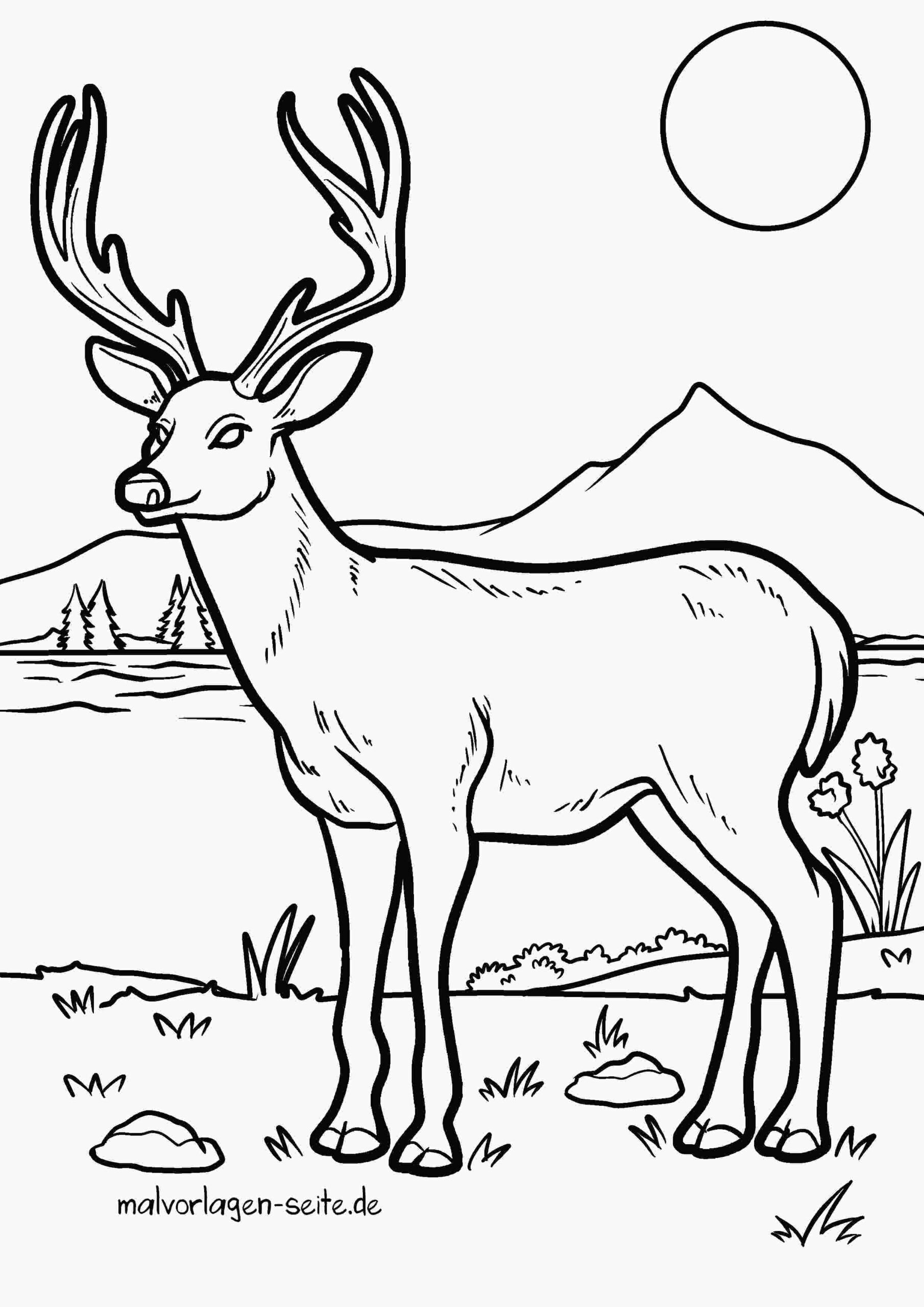 Malvorlage Hirsch