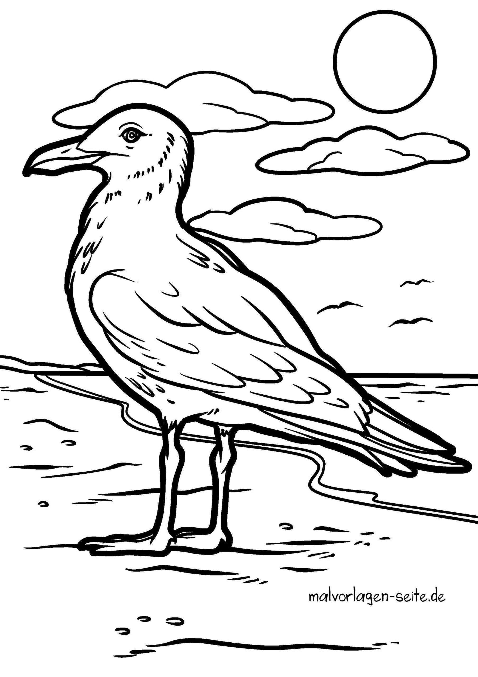 Malvorlage Möwe