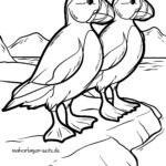 Malvorlage Papageientaucher