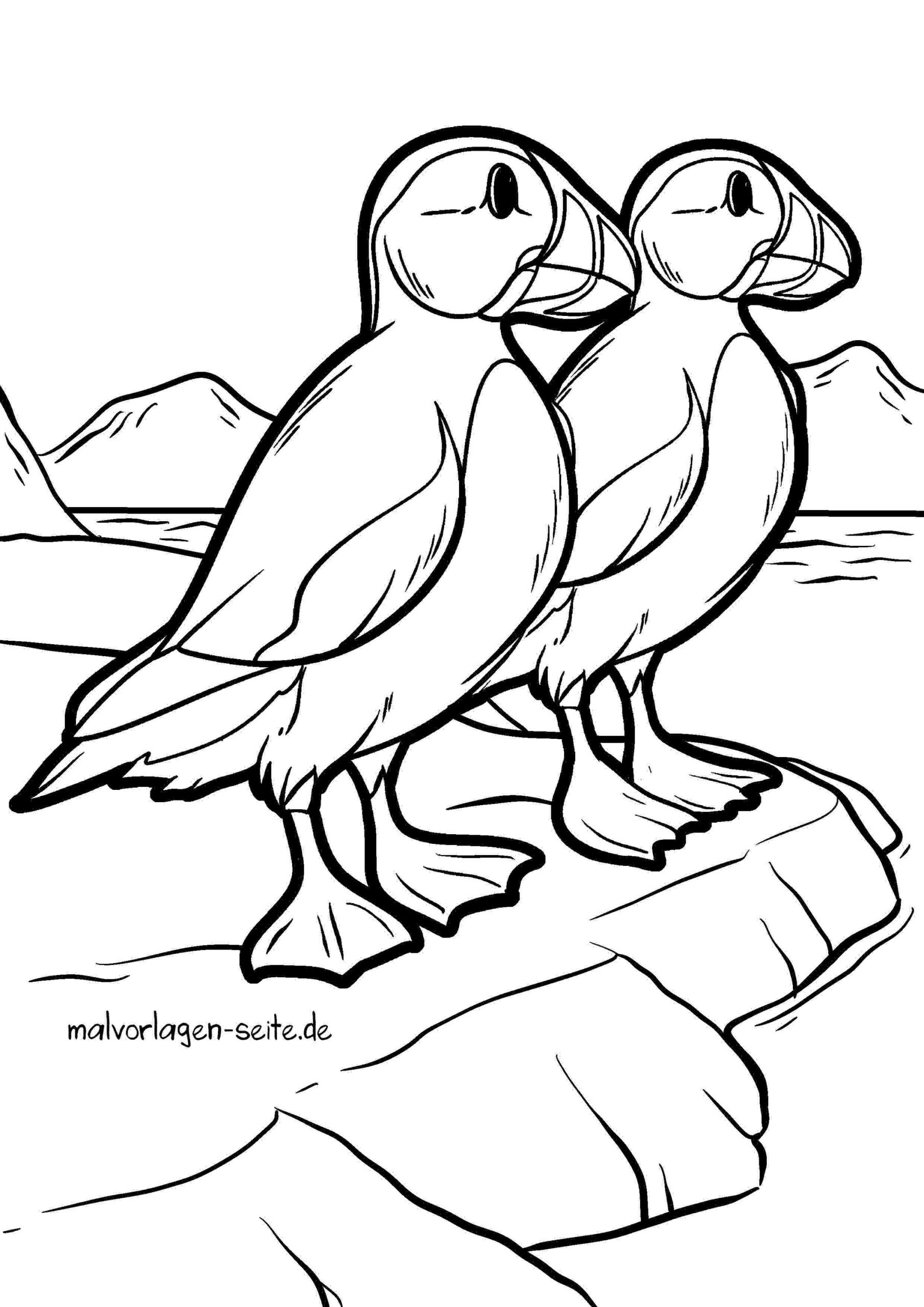 Malvorlage Papageientaucher
