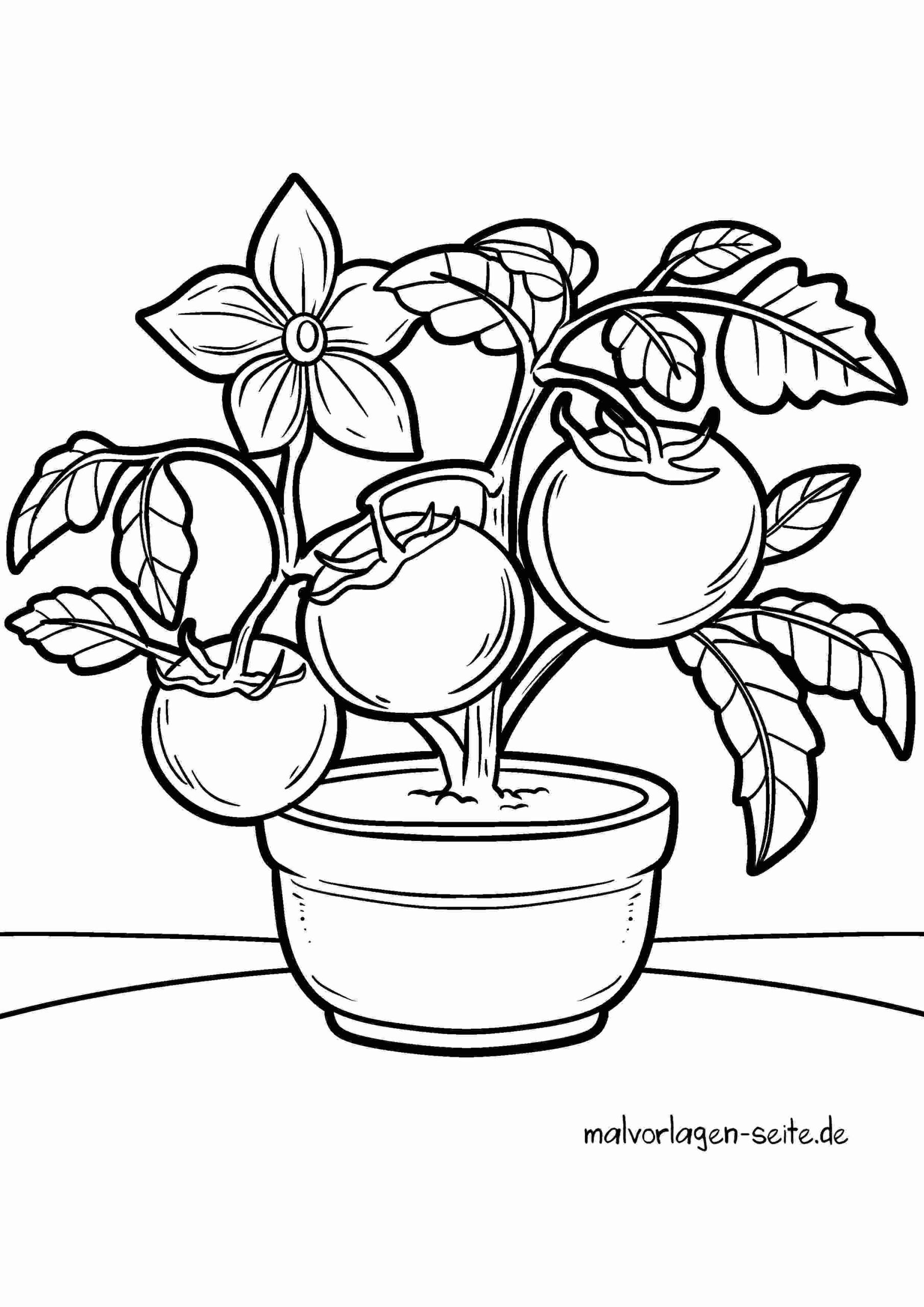 Malvorlage Tomaten