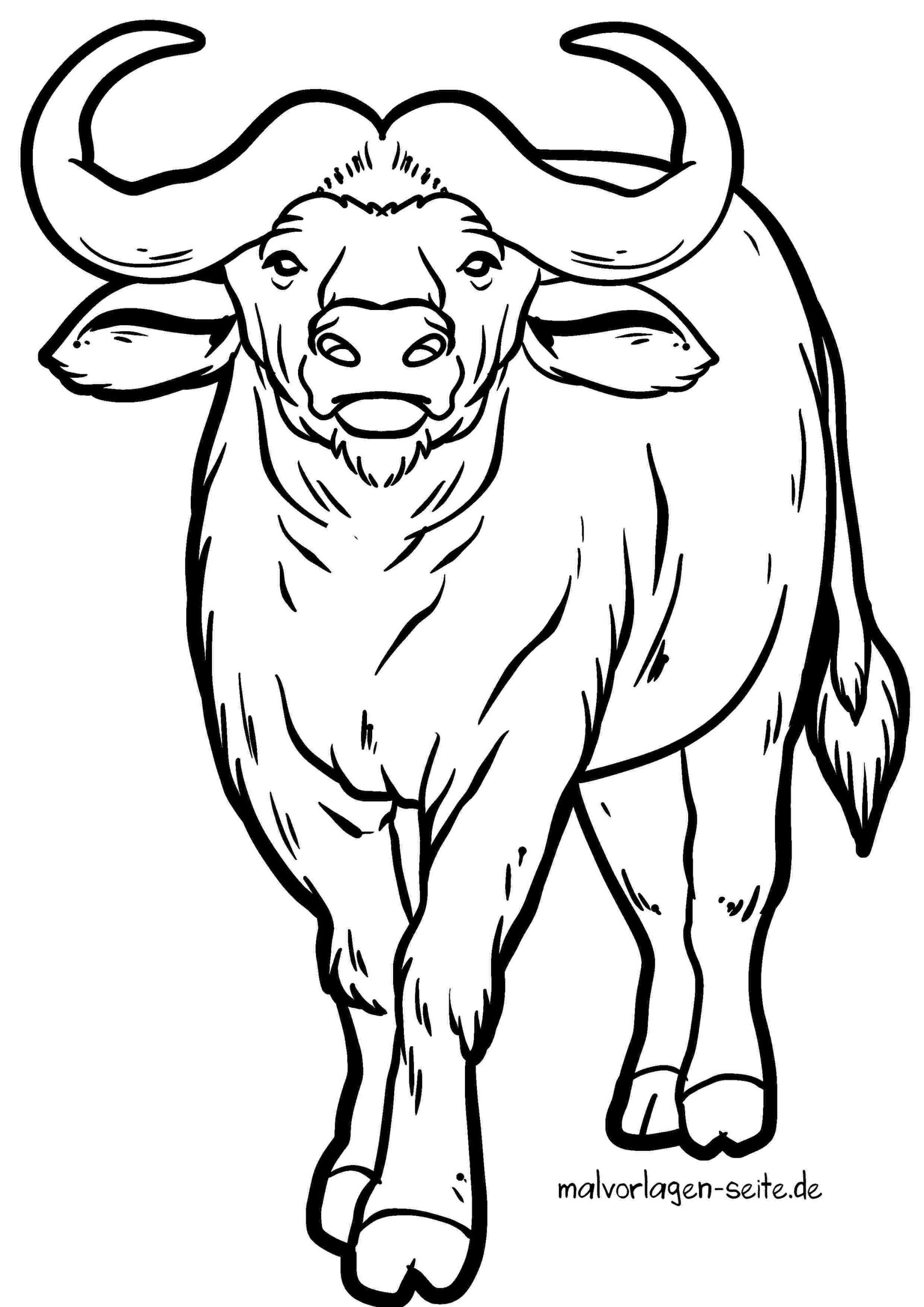 Malvorlage Büffel