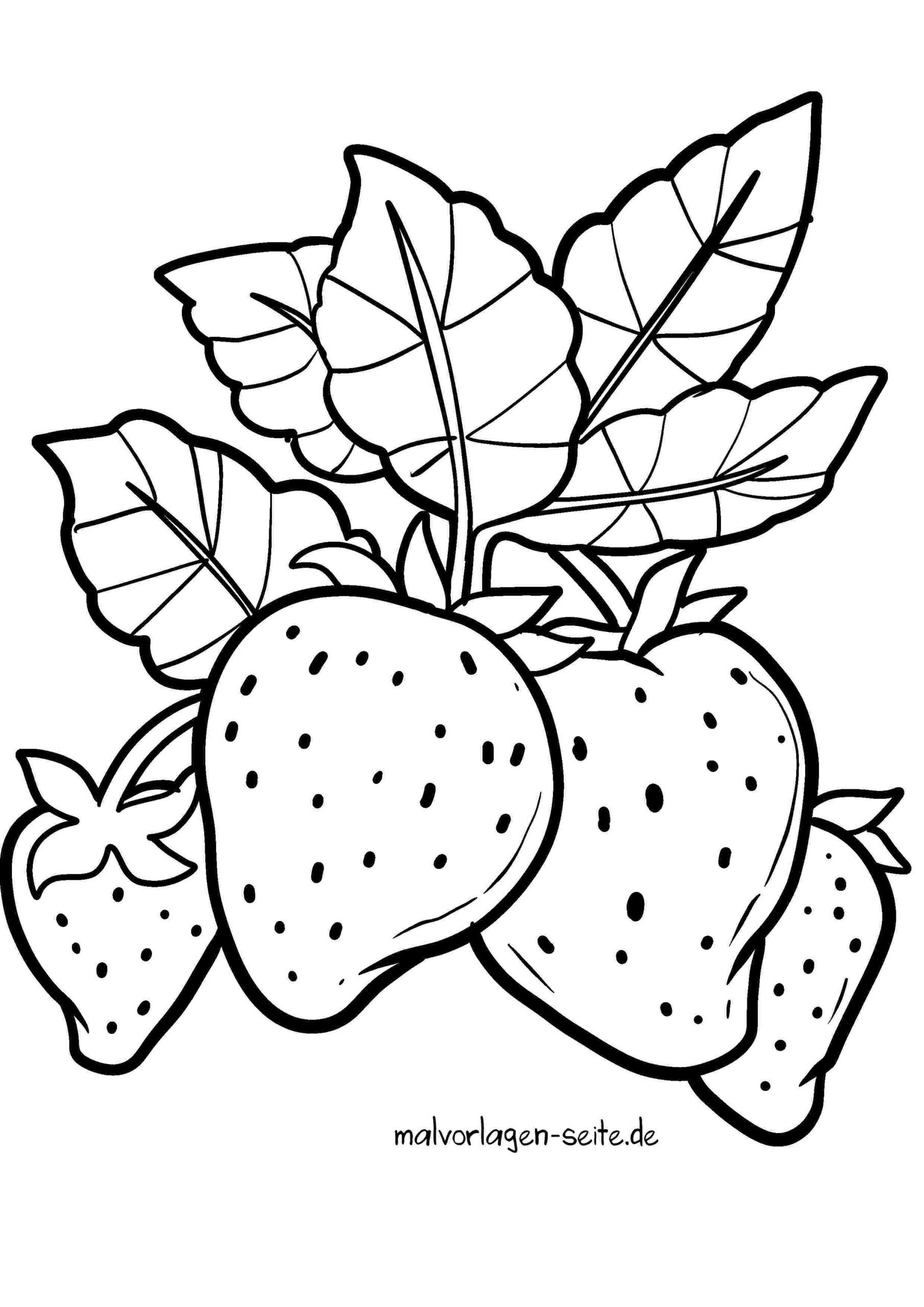 Malvorlage Erdbeeren