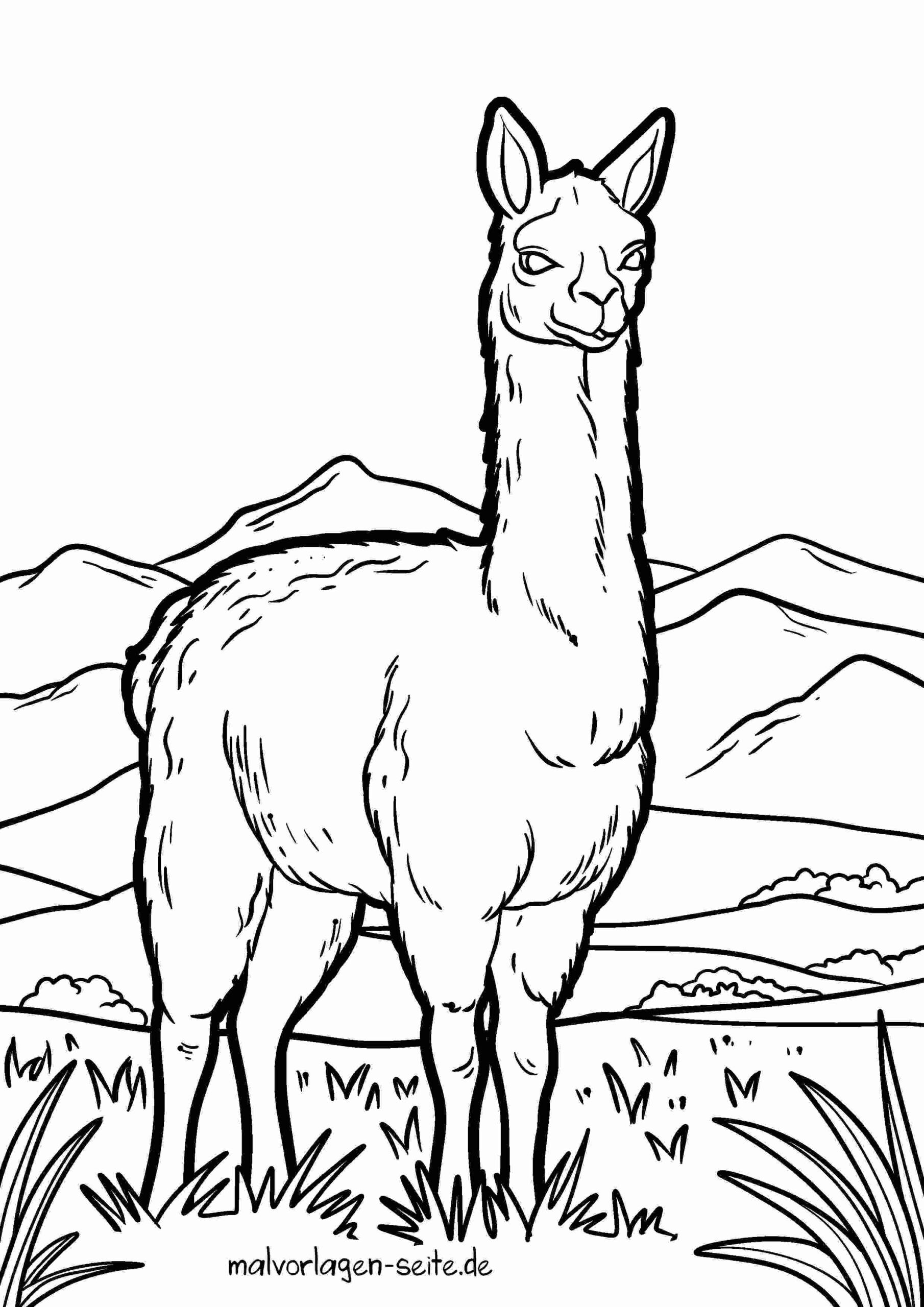Malvorlage Guanako