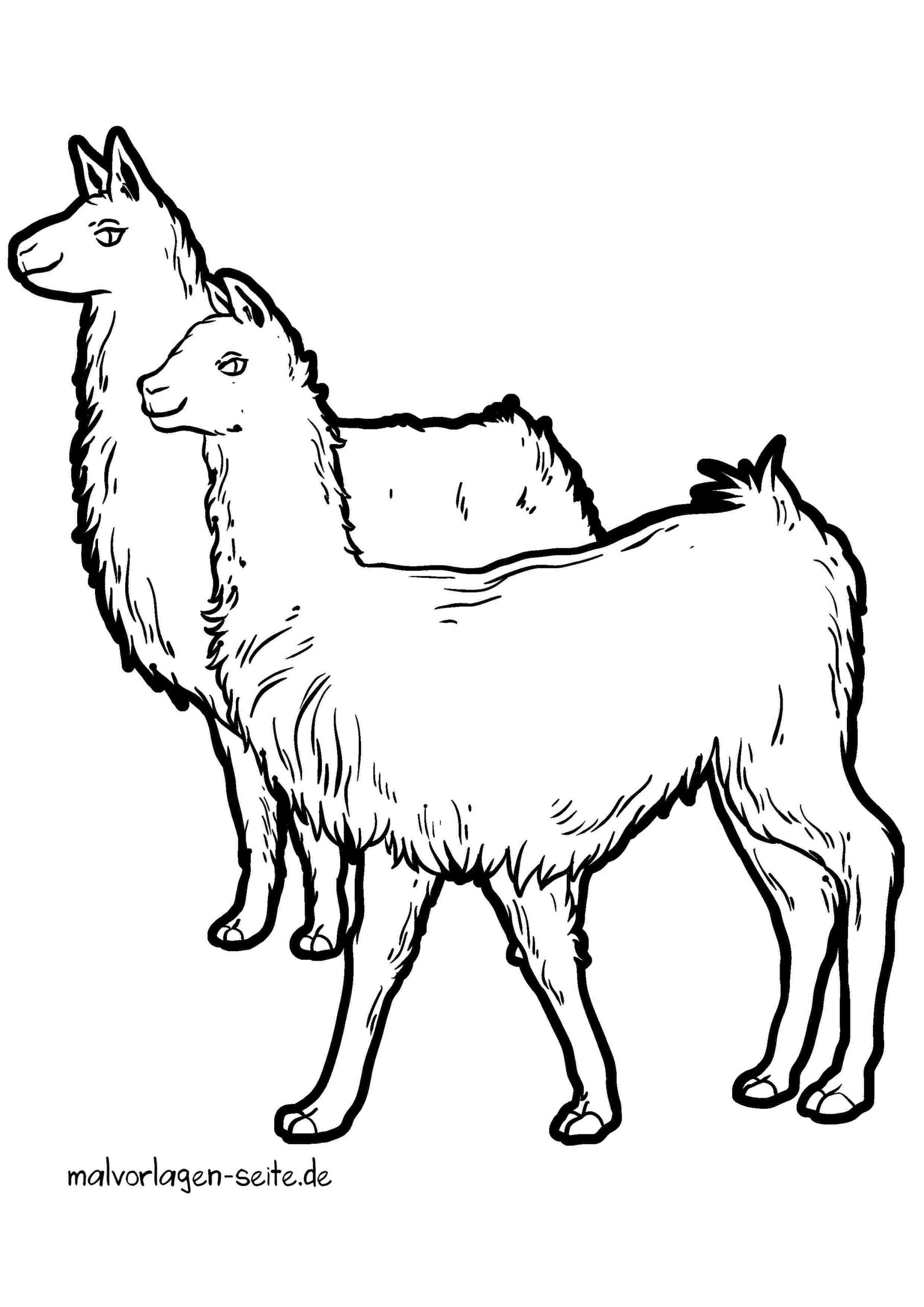Malvorlage Lamas