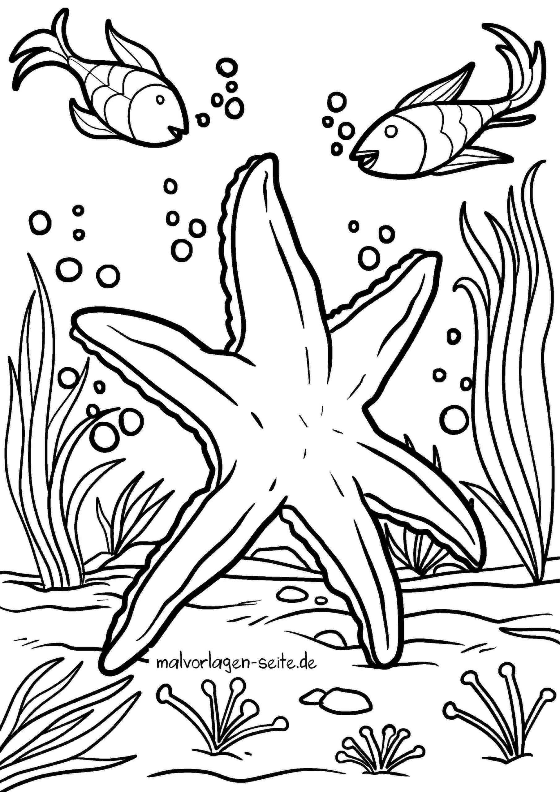 Malvorlage Seestern