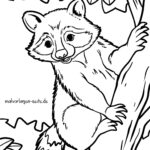 Malvorlage Waschbär
