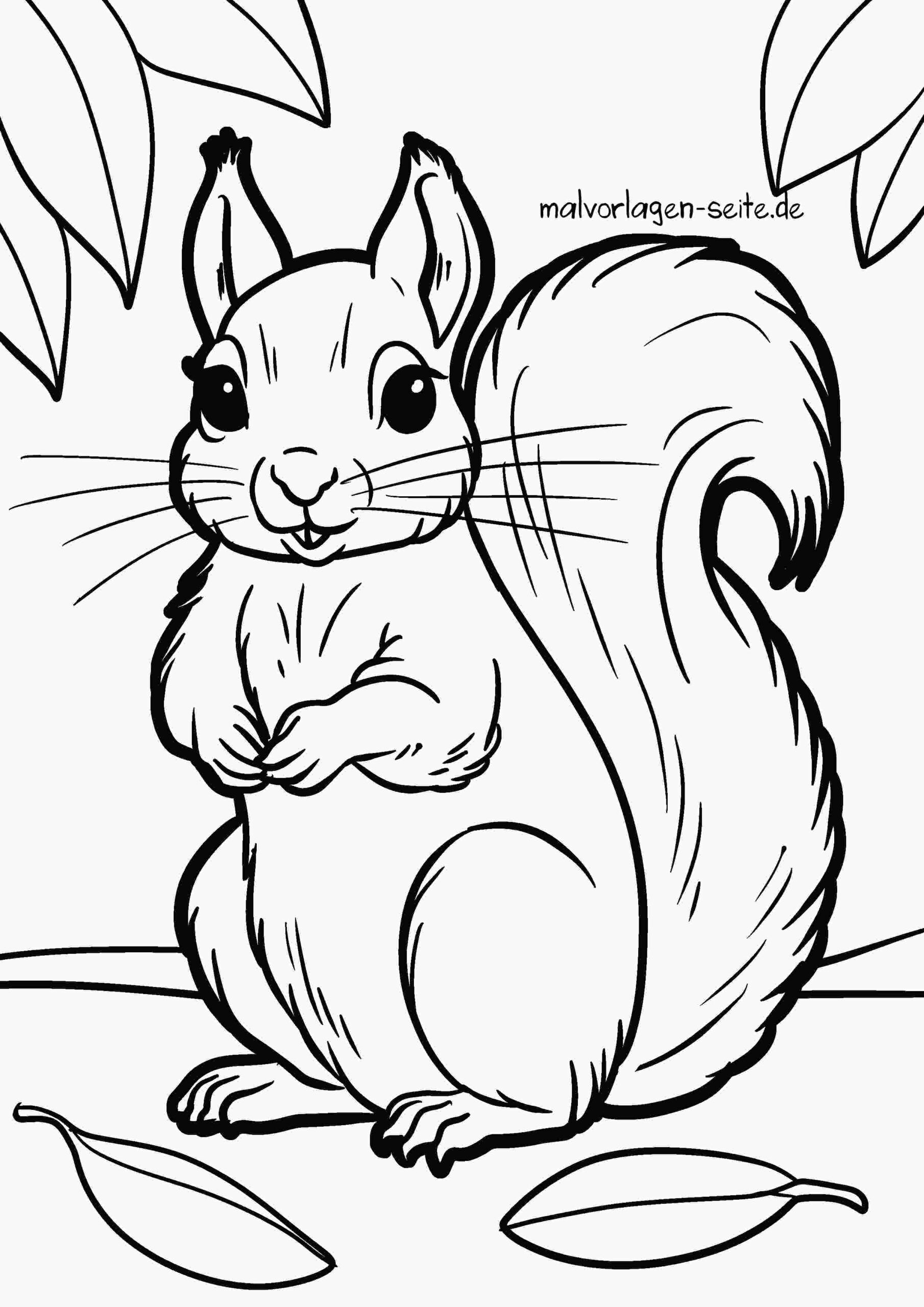 Malvorlage Eichhörnchen