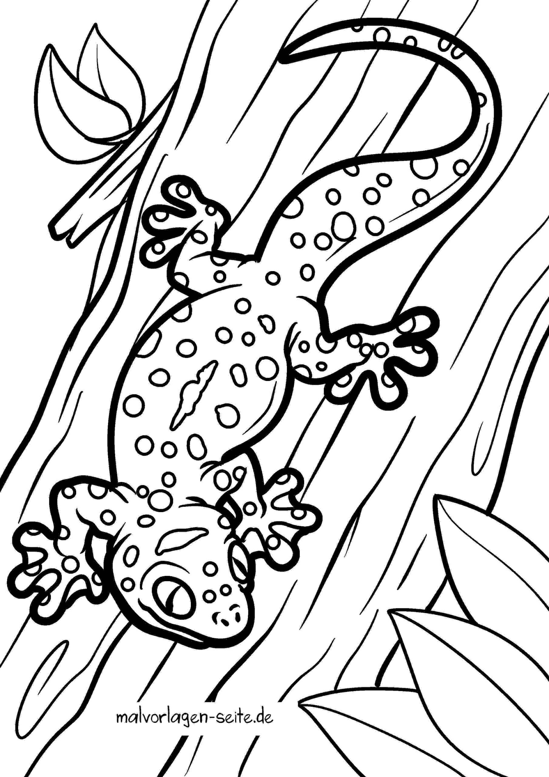 Malvorlage Gecko