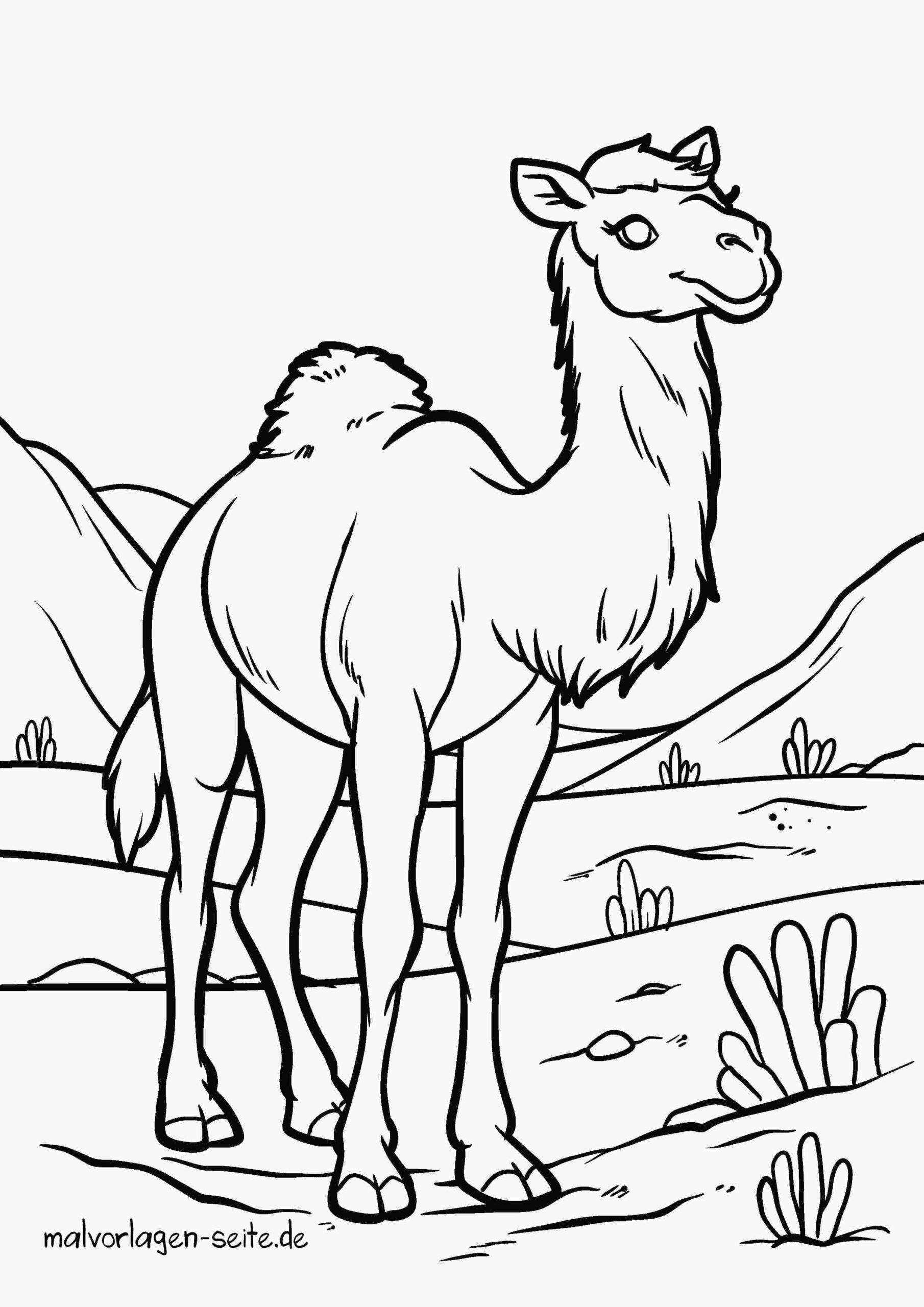 Malvorlage Kamel