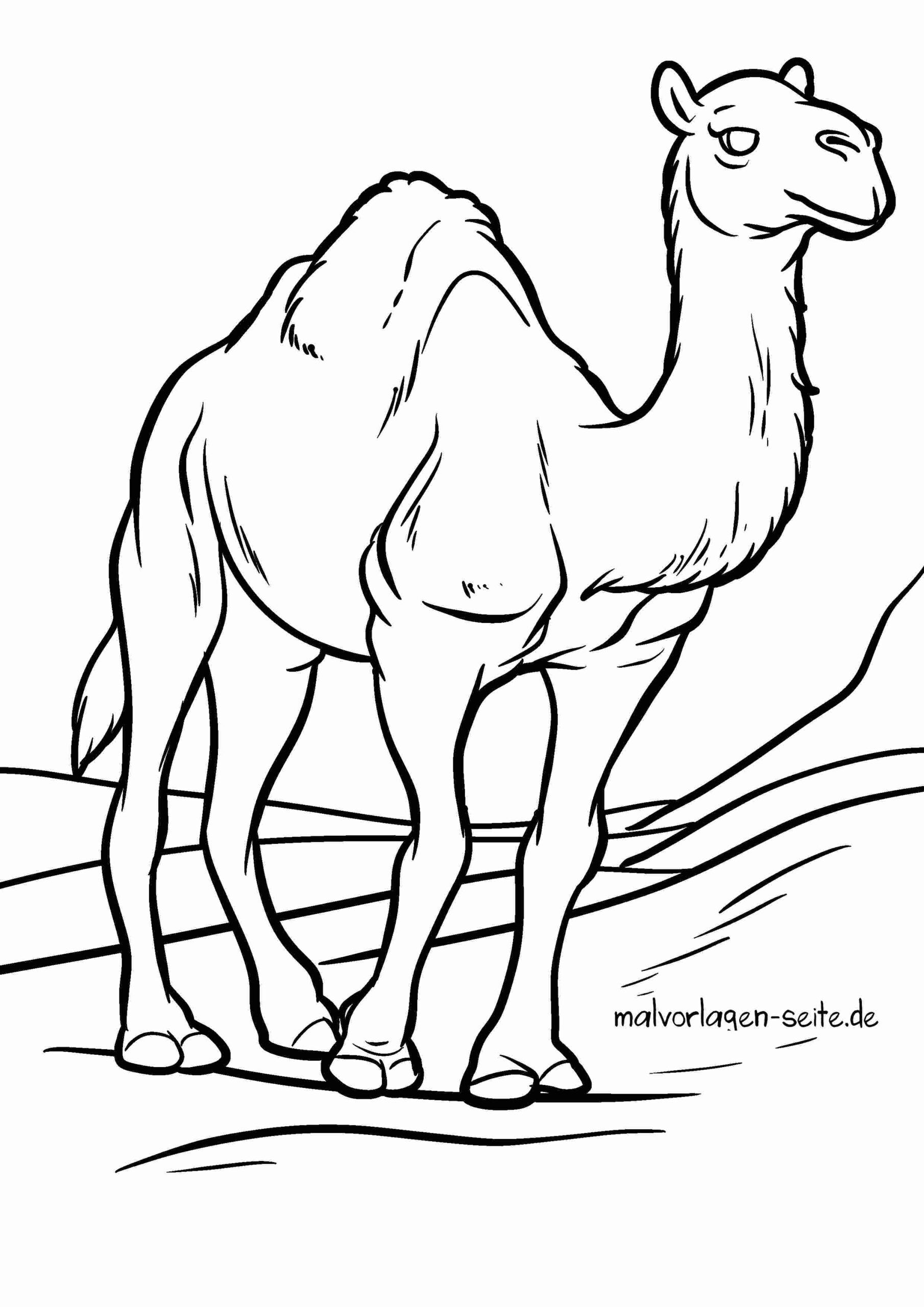 Malvorlage Kamel