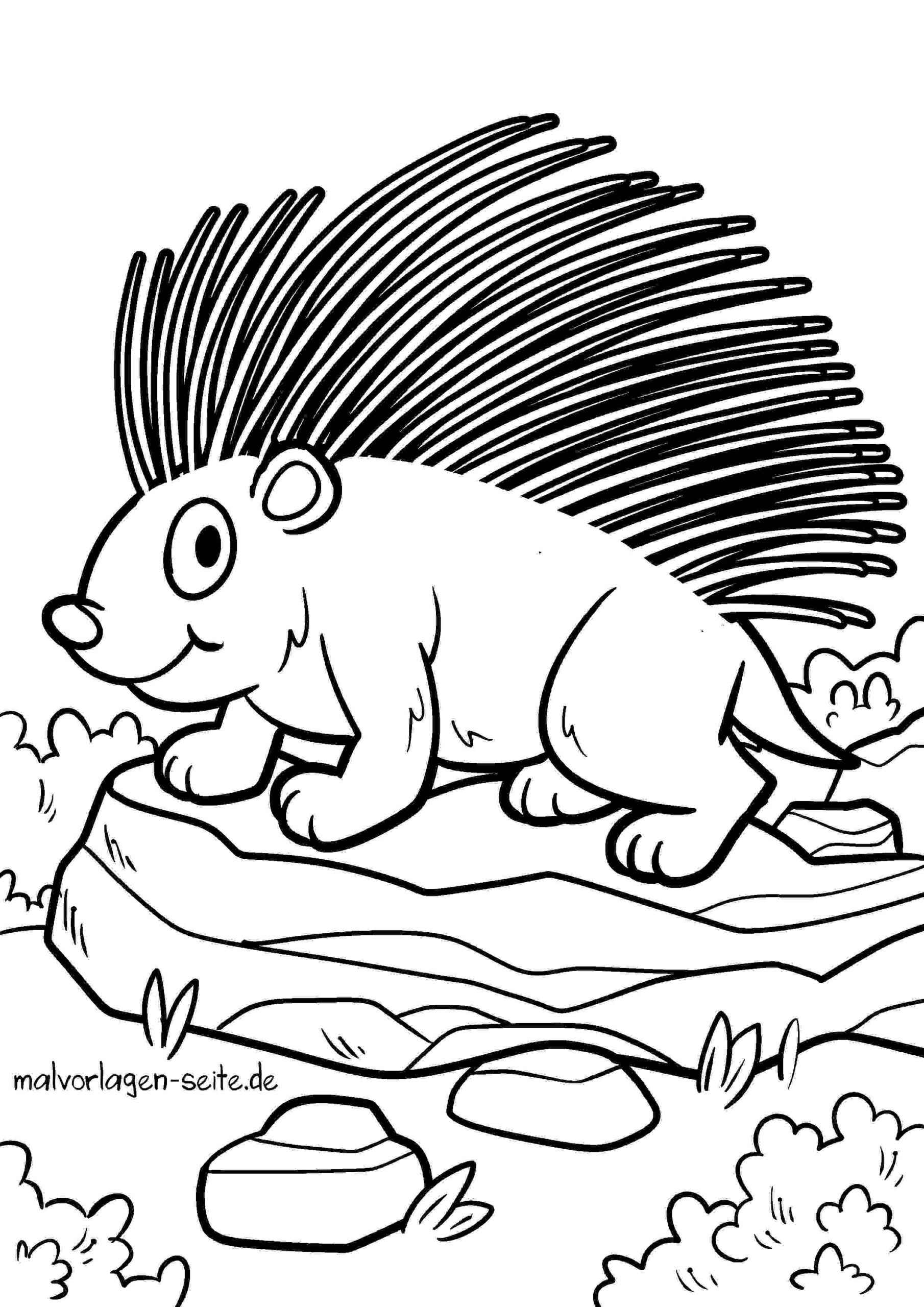 Malvorlage Stachelschwein