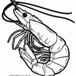 Malvorlage Garnele - Shrimps