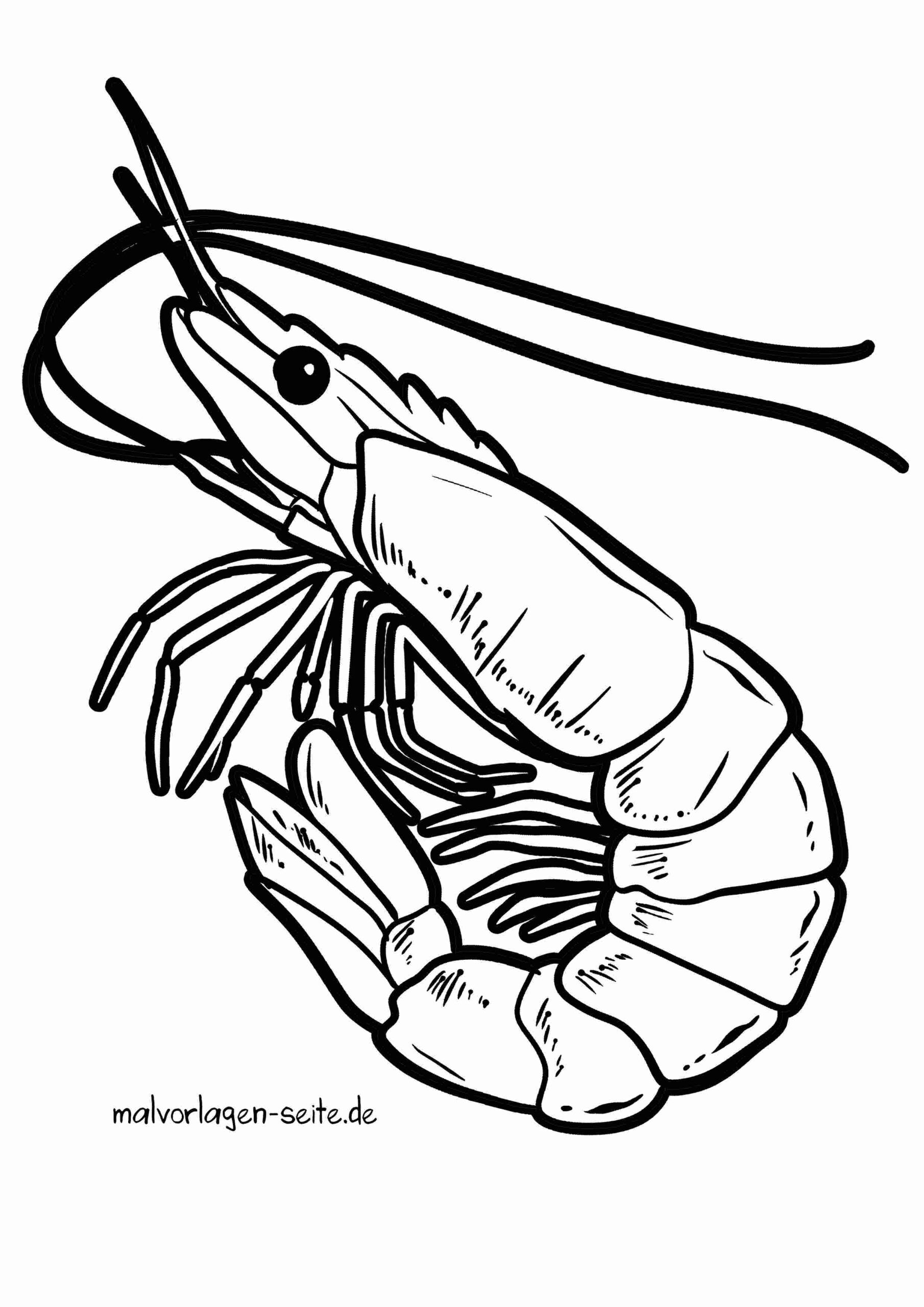 Malvorlage Garnele - Shrimps