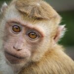 Affe oder Menschenaffe