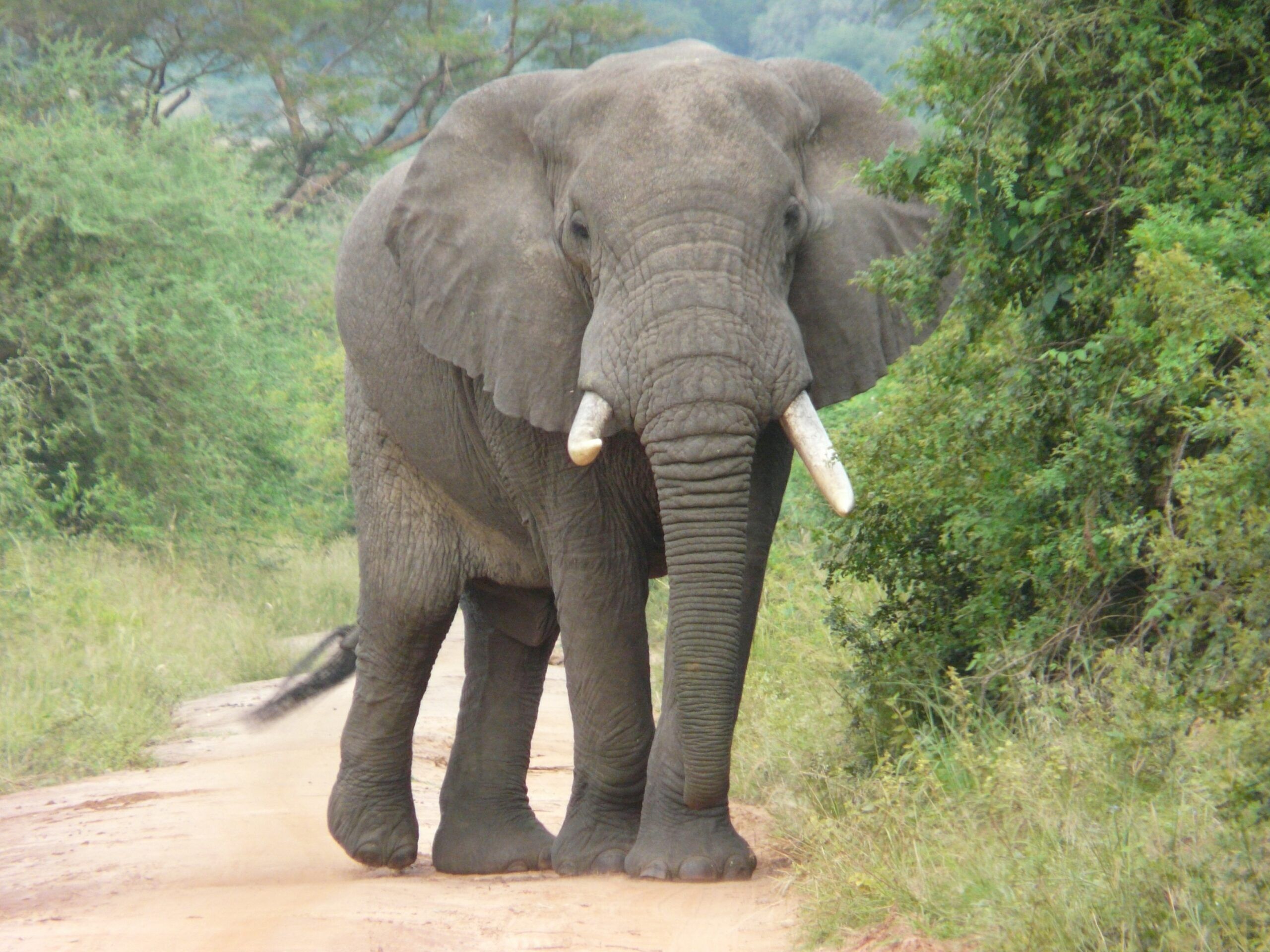 Afrikanischer Elefant