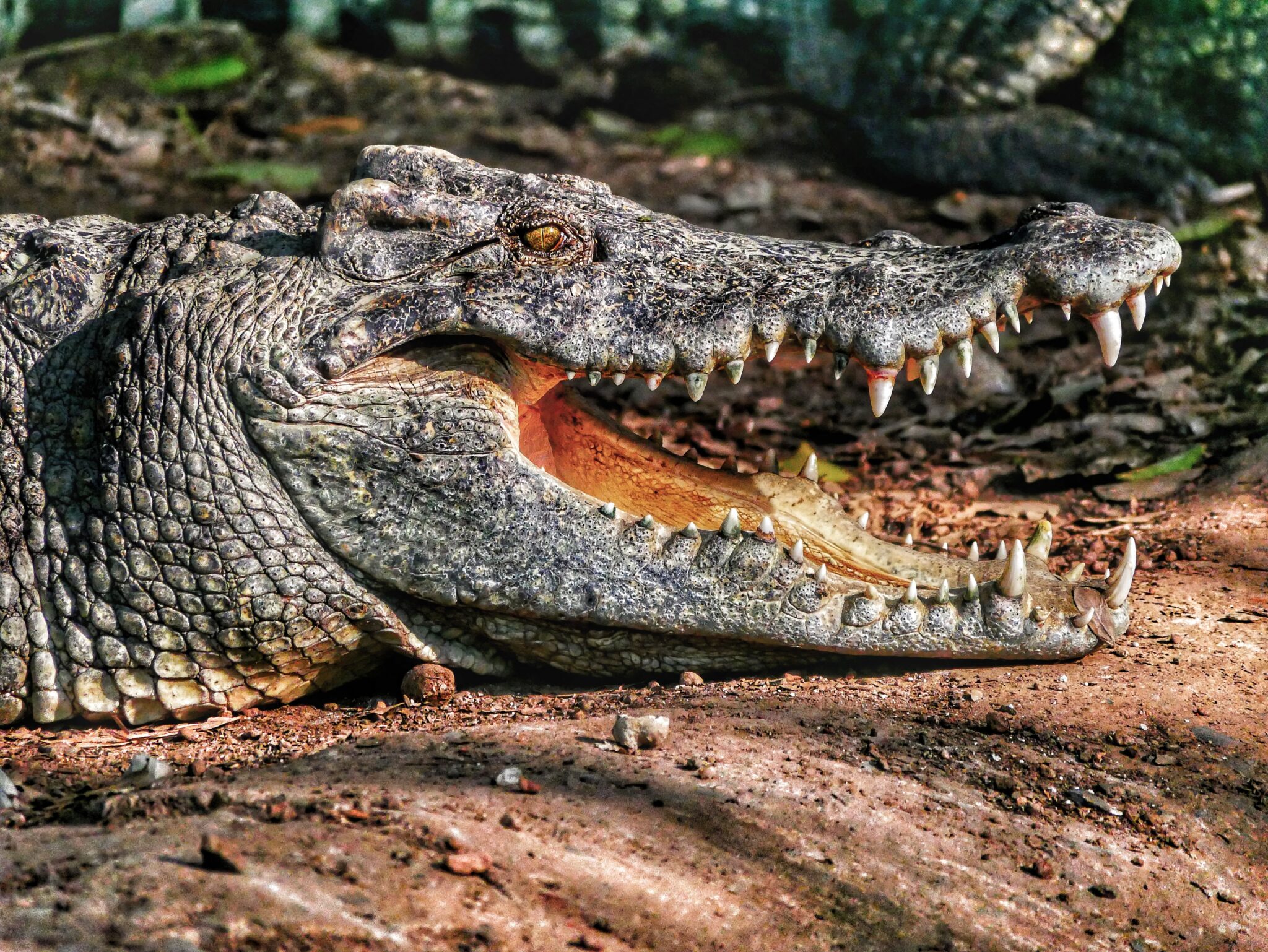 Timsoh yoki Alligator - Farqi nimada