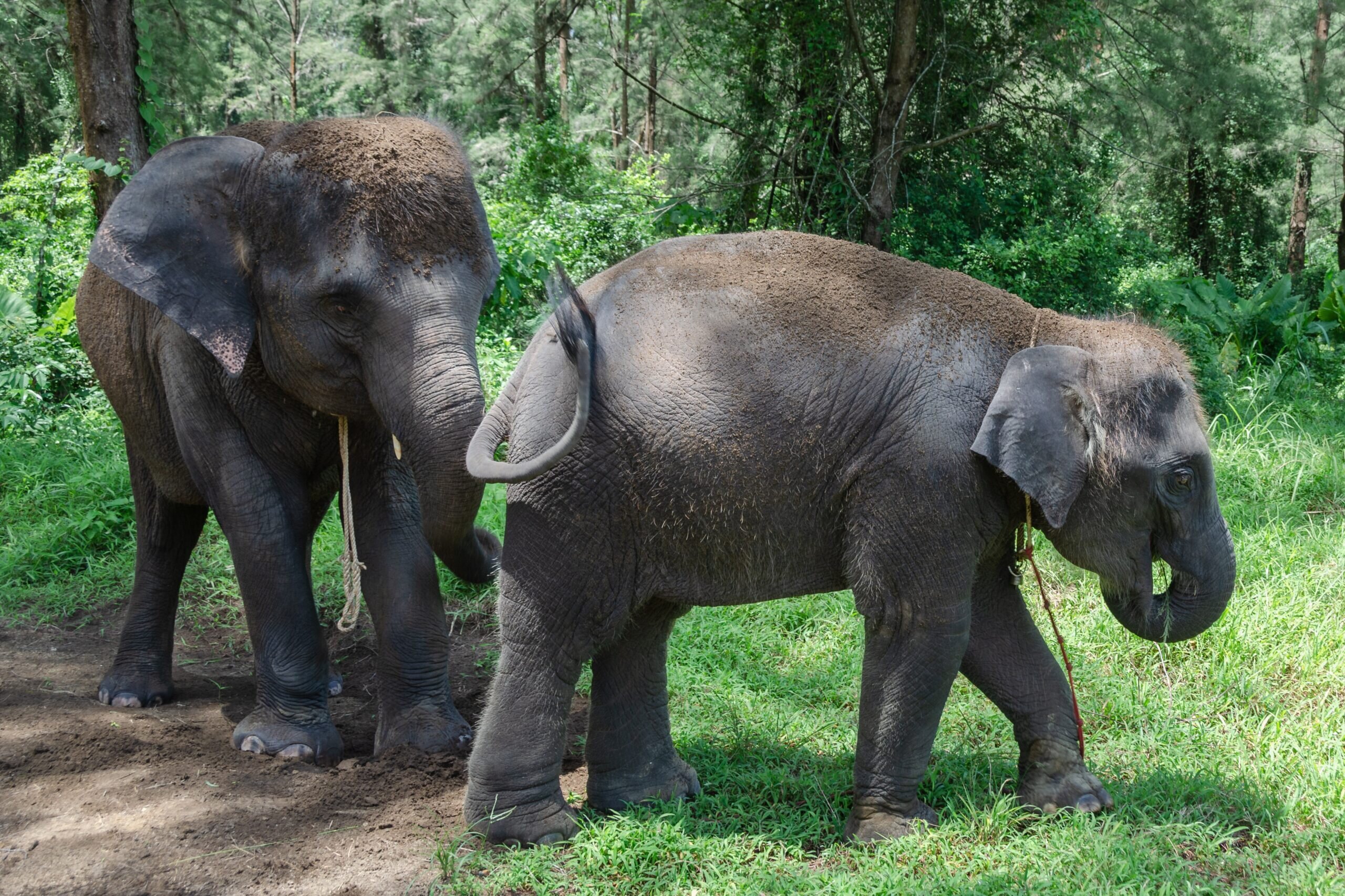 Asiatischer Elefant