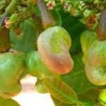 Cashewbaum mit Cashewnuss