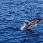 Delfin