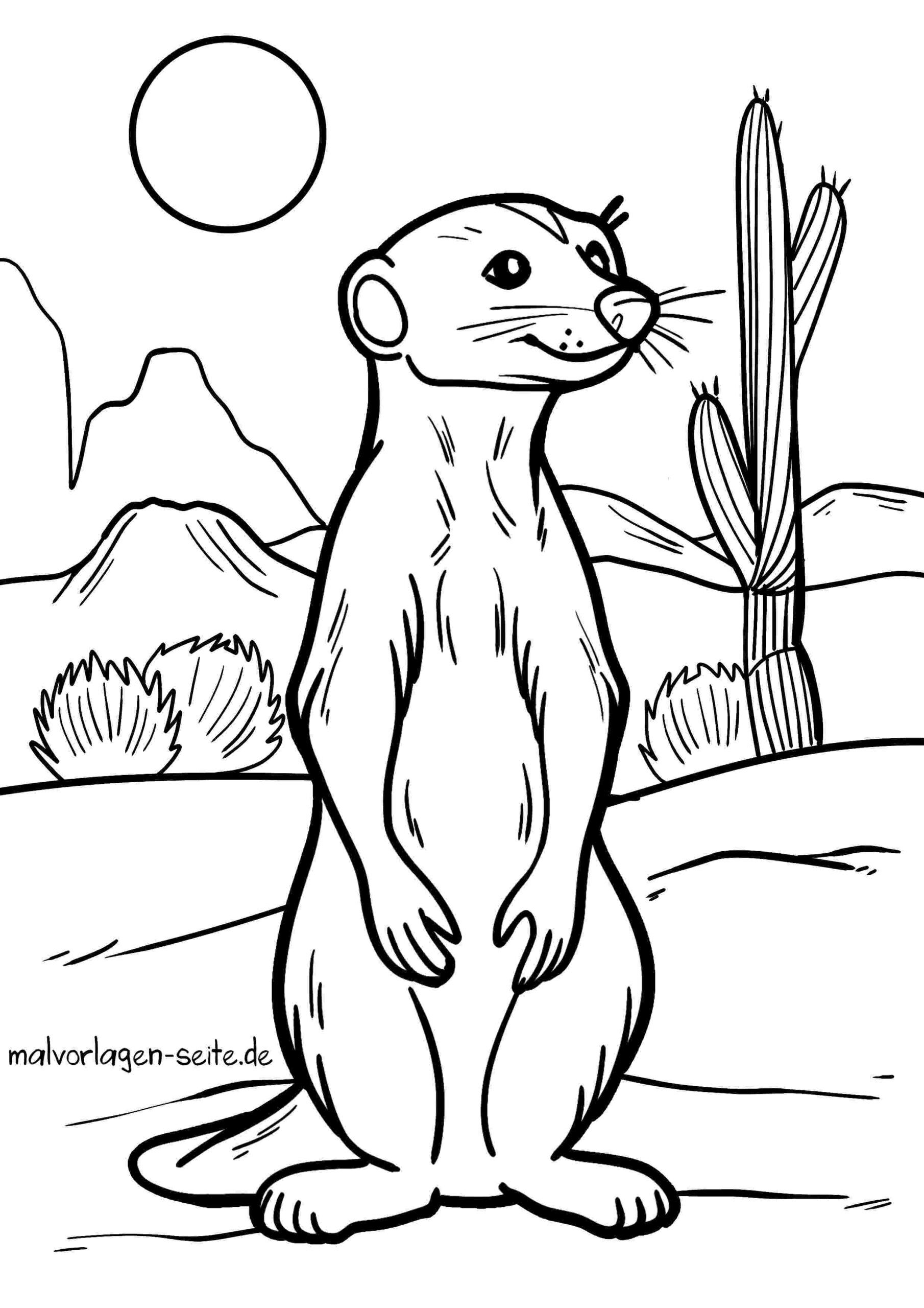 Malvorlage Erdmännchen