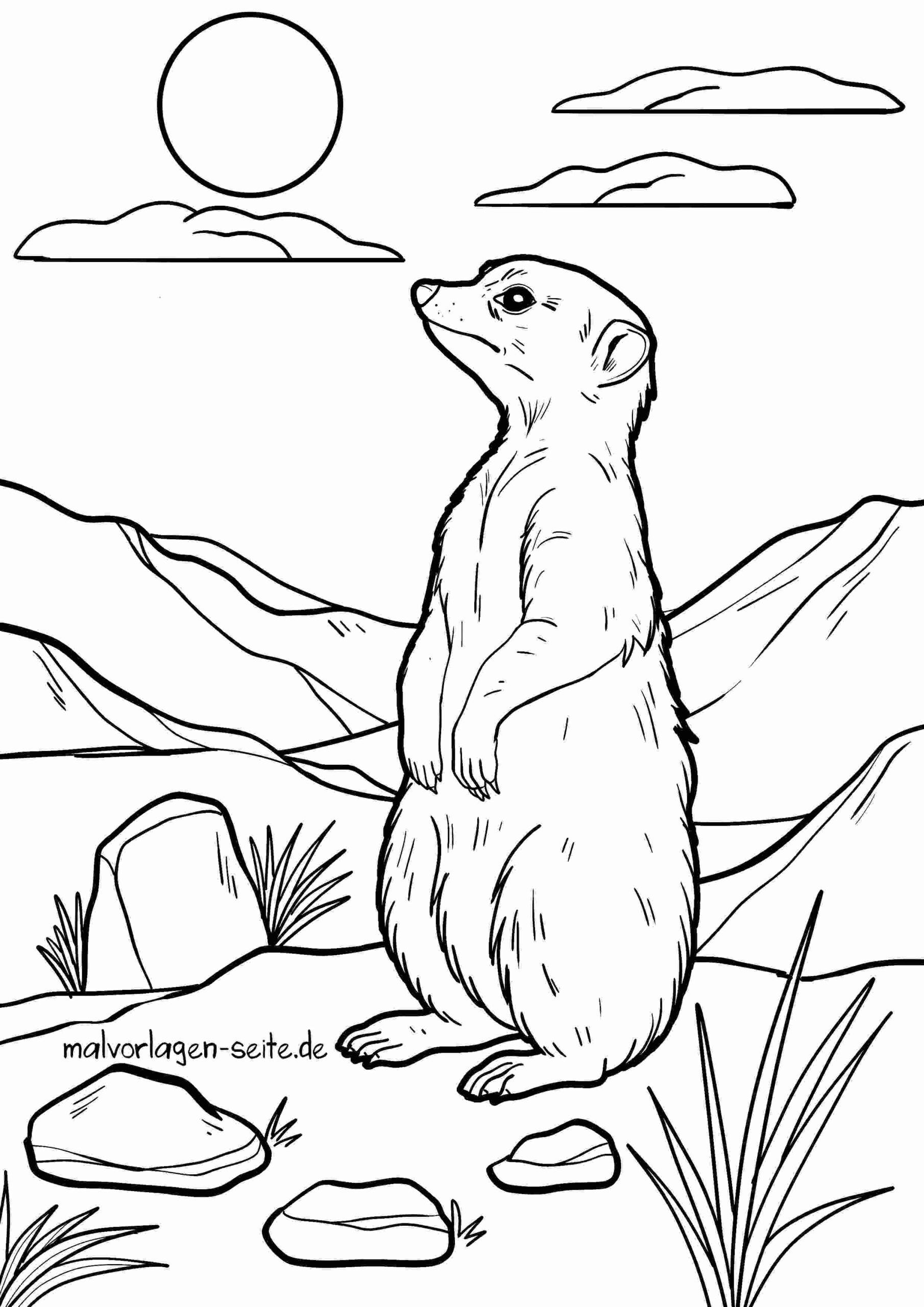 Malvorlage Erdmännchen