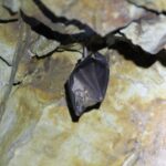 Fledermaus