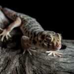 Gecko