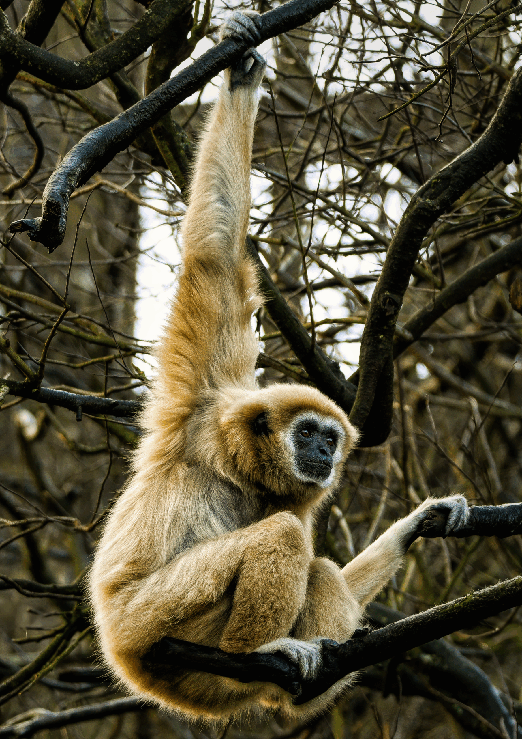 Gibbon