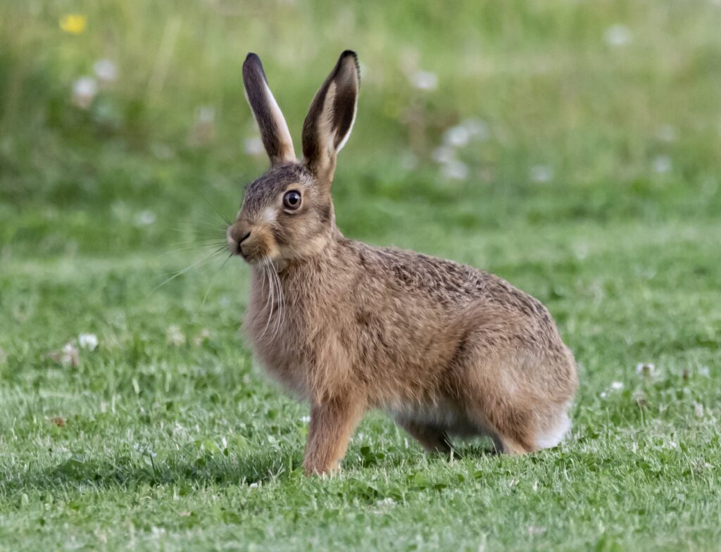 Hase oder Kaninchen - Wo ist der Unterschied?