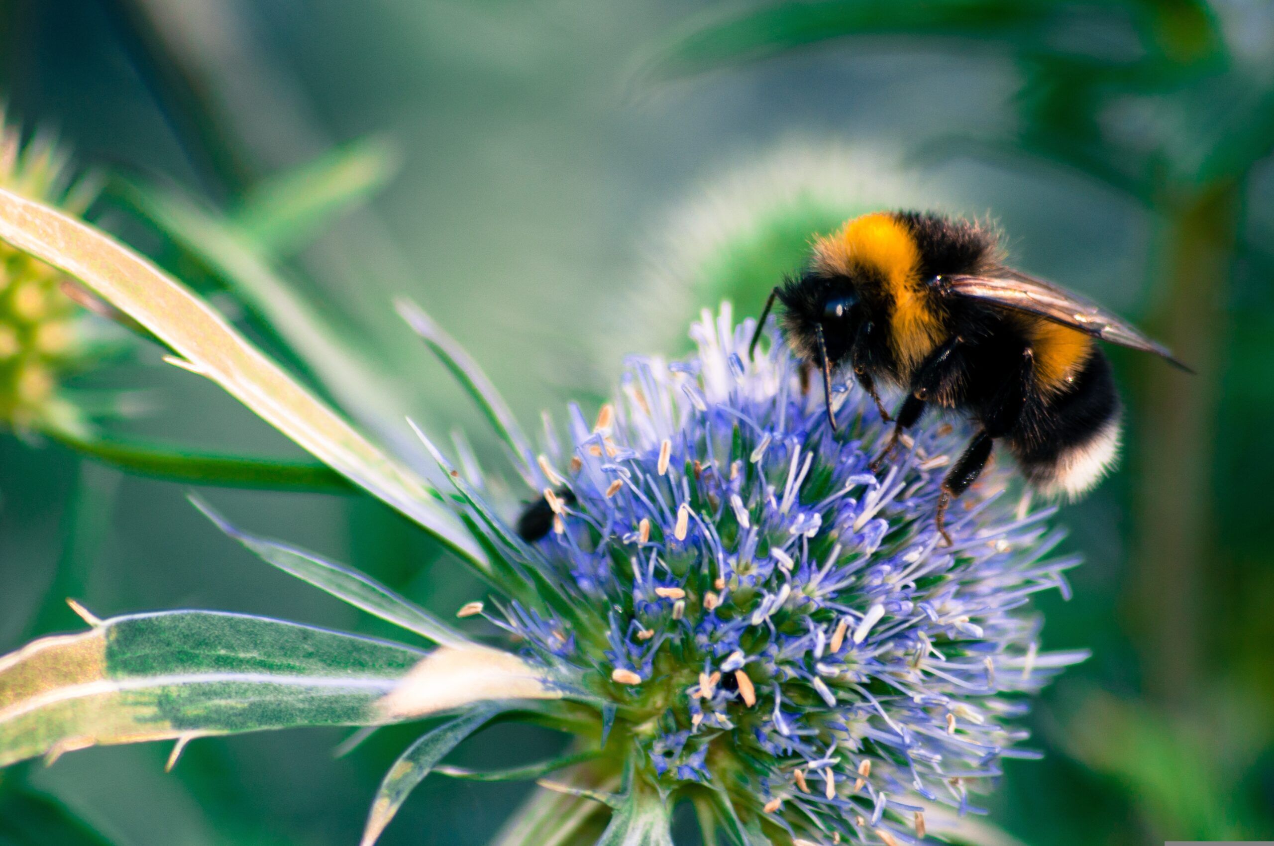Hummel