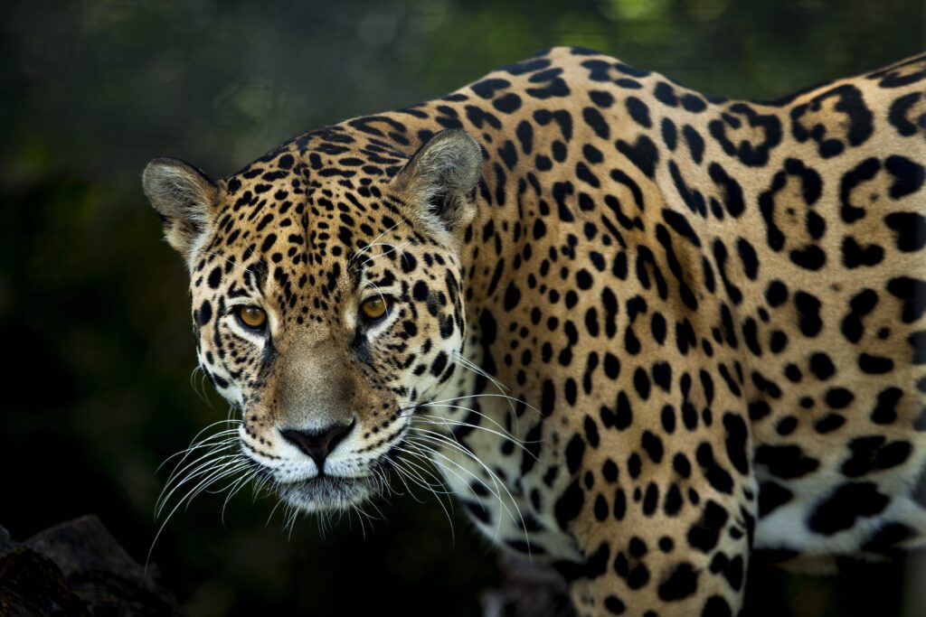 Jaguar, Leopard oder Puma - Wo ist der Unterschied?