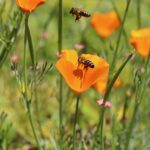 Kalifornischer Mohn