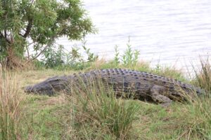 Krokodil oder Alligator - Wo ist der Unterschied