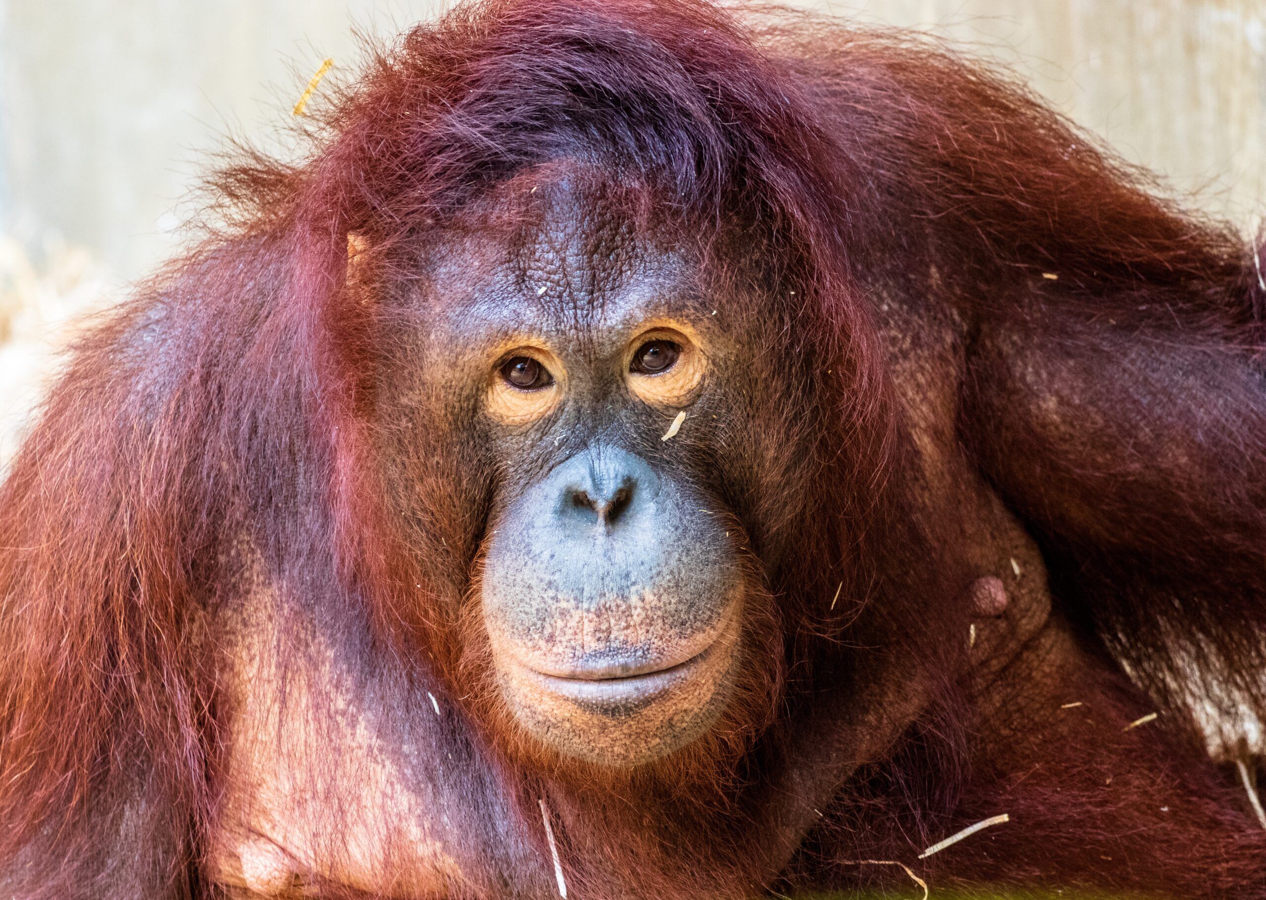 Orang-Utan
