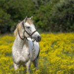 Pferd