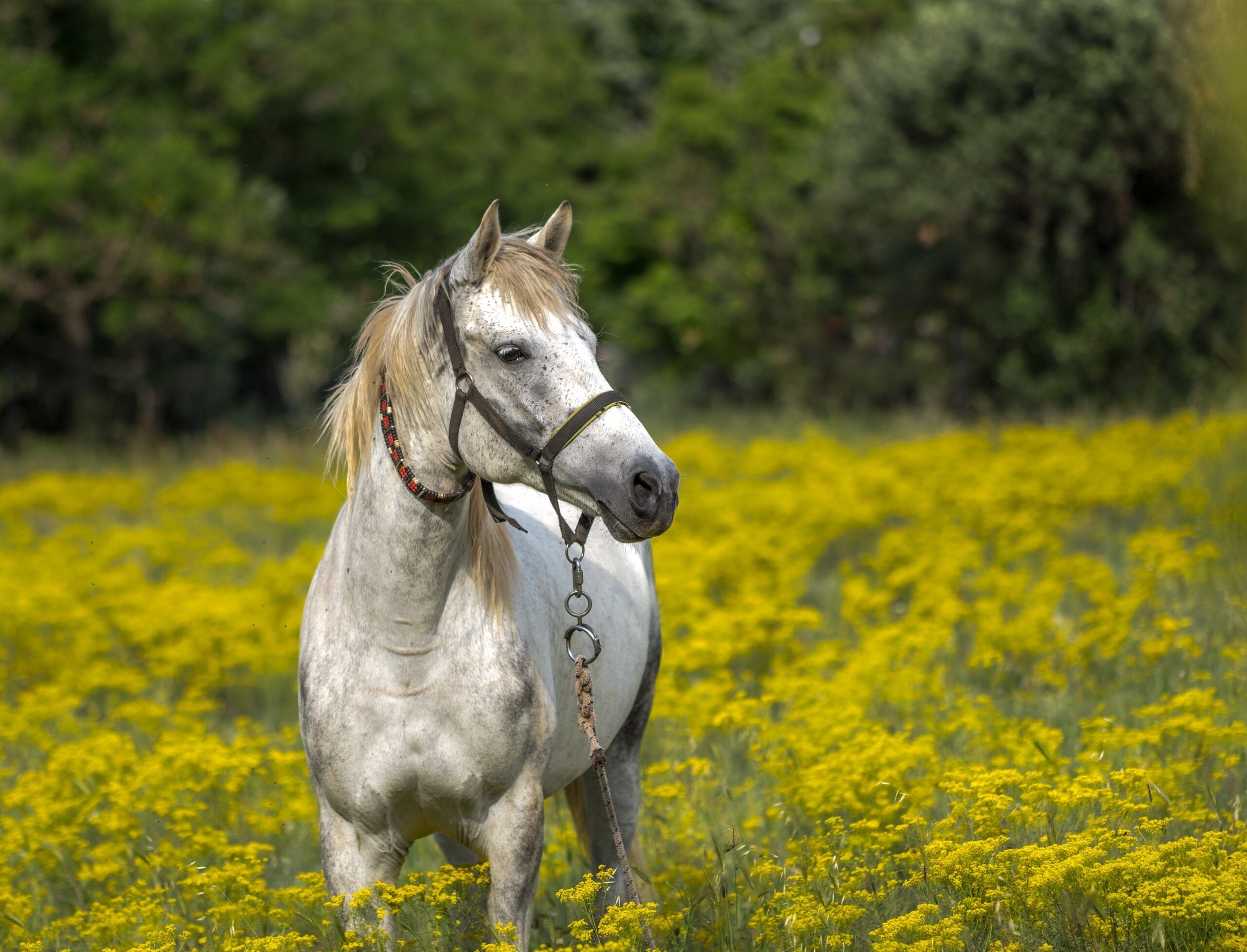 Pferd