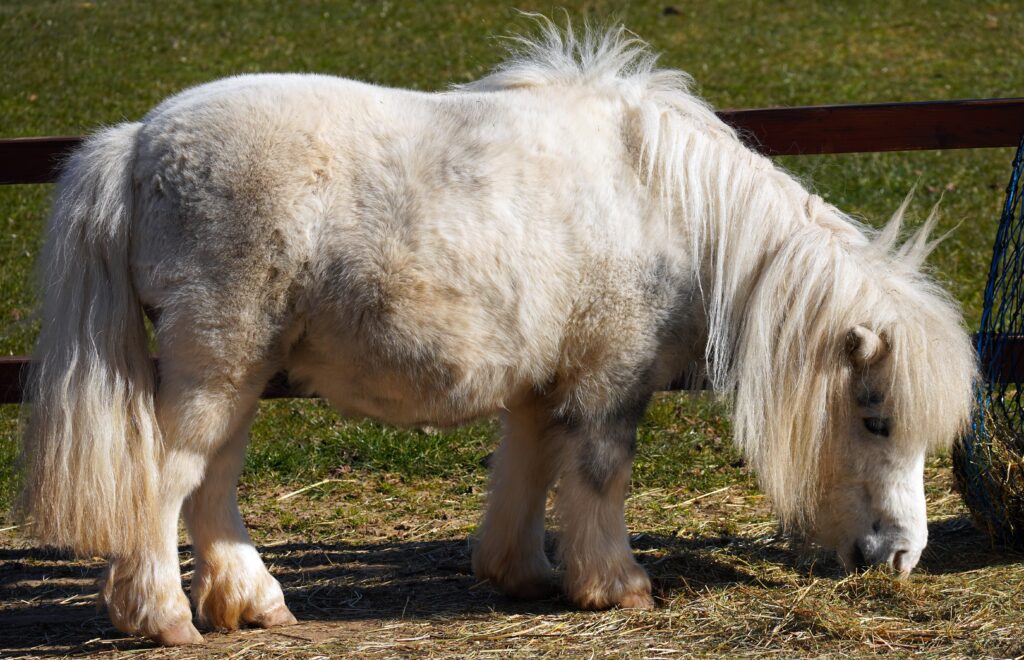 Pony