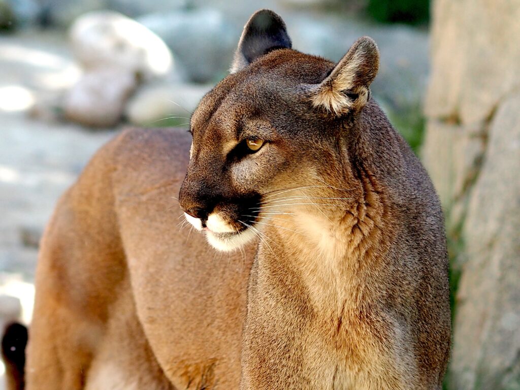 Puma