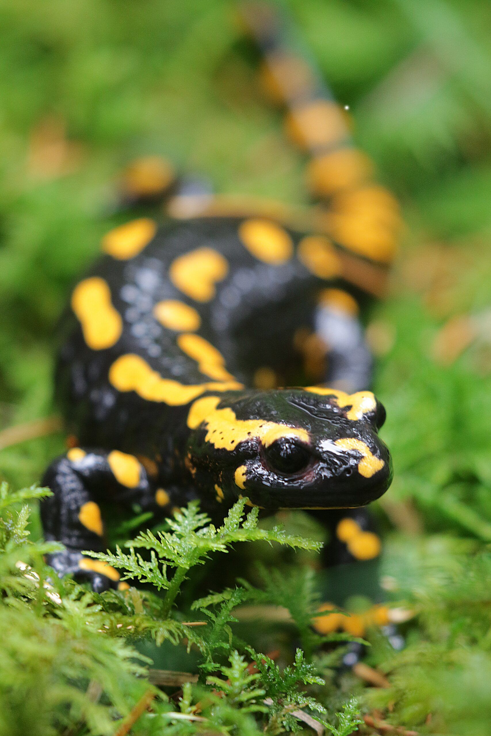 Salamander