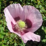 Schlafmohn