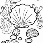 Malvorlage Muscheln