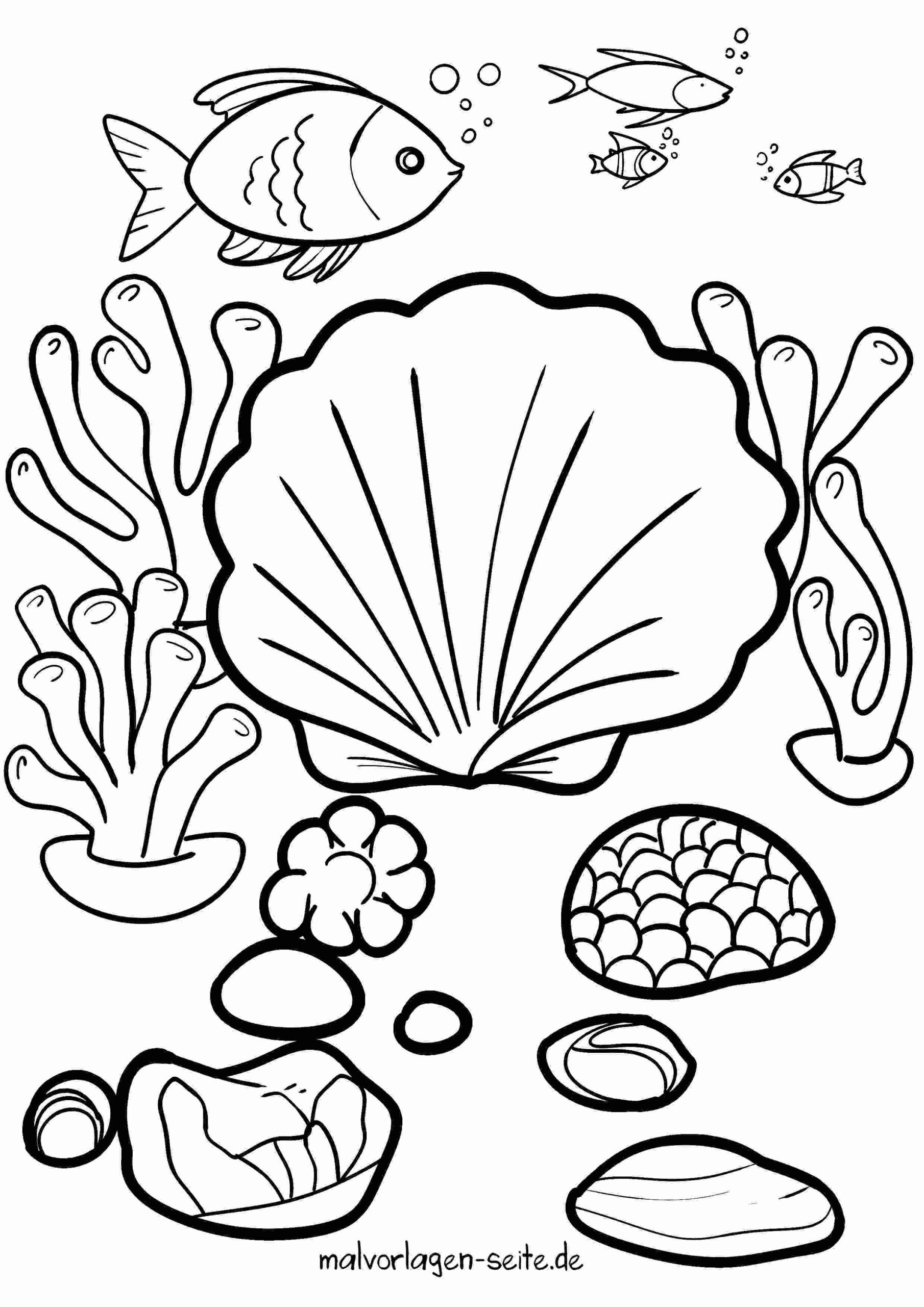 Malvorlage Muscheln